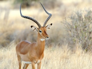 Impala in der Savanne Impala in der Savanne