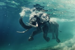 Elefant unter Wasser Elefant unter Wasser
