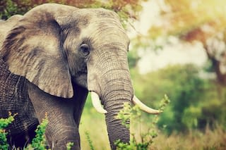 Afrikanischer Elefant Afrikanischer Elefant