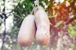 Kigelia Africana Fruit