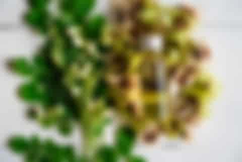 Moringa Öl und Samen Moringa Öl und Samen