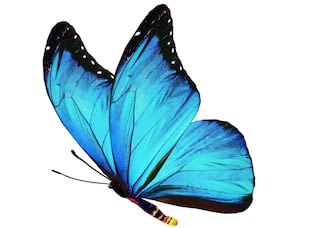 Blue Butterfly Blue Butterfly